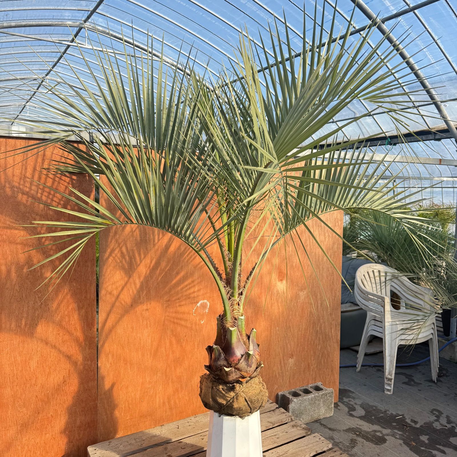 お庭がリゾートに?ココスヤシ 幹太80 cm 葉先170 シルバーリーフ
