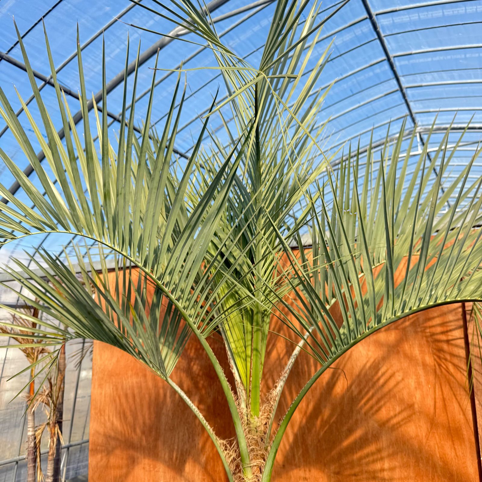 お庭がリゾートに🌴ココスヤシ【幹太80cm／葉先170cm】シルバーリーフ