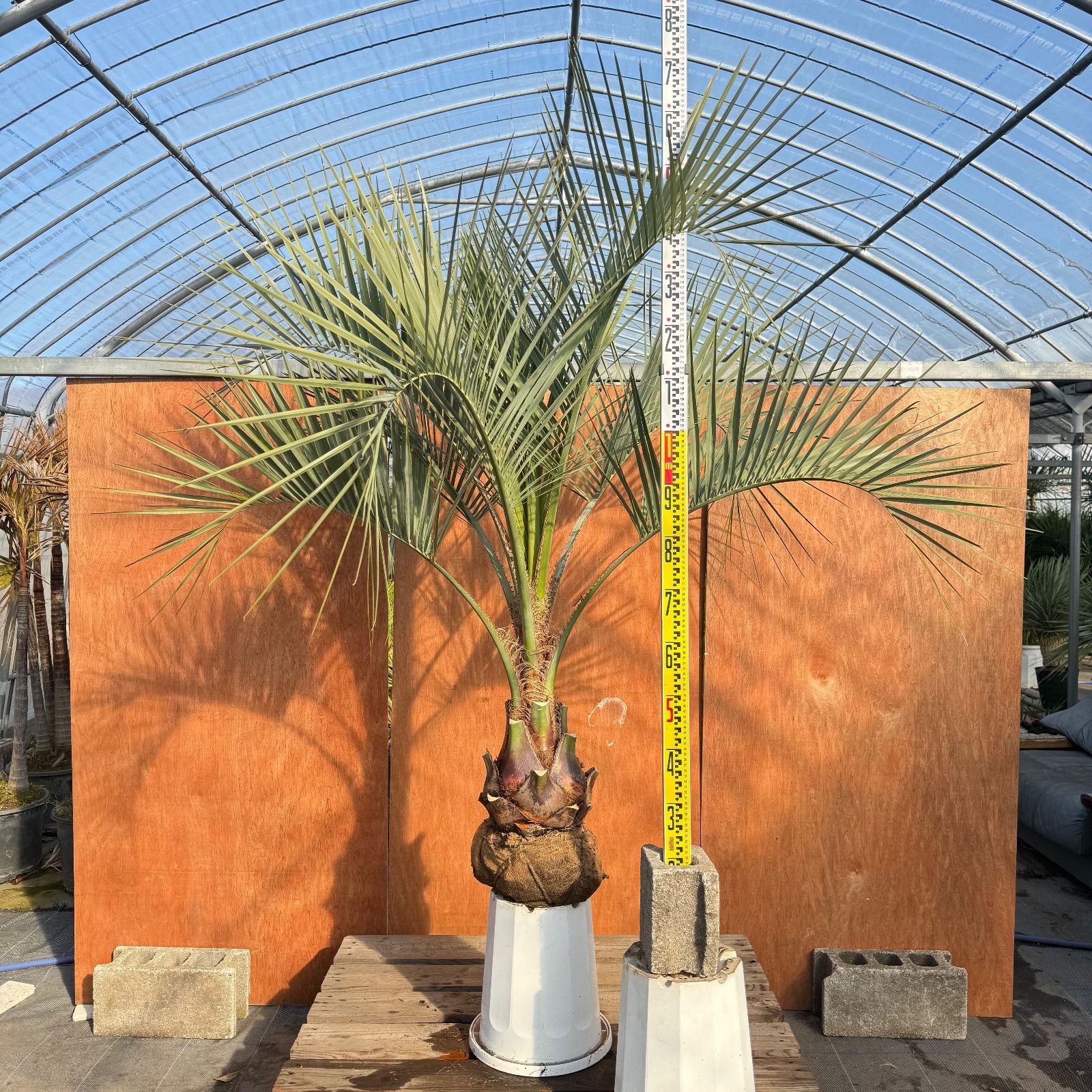 お庭がリゾートに🌴ココスヤシ【幹太80cm／葉先170cm】シルバーリーフ