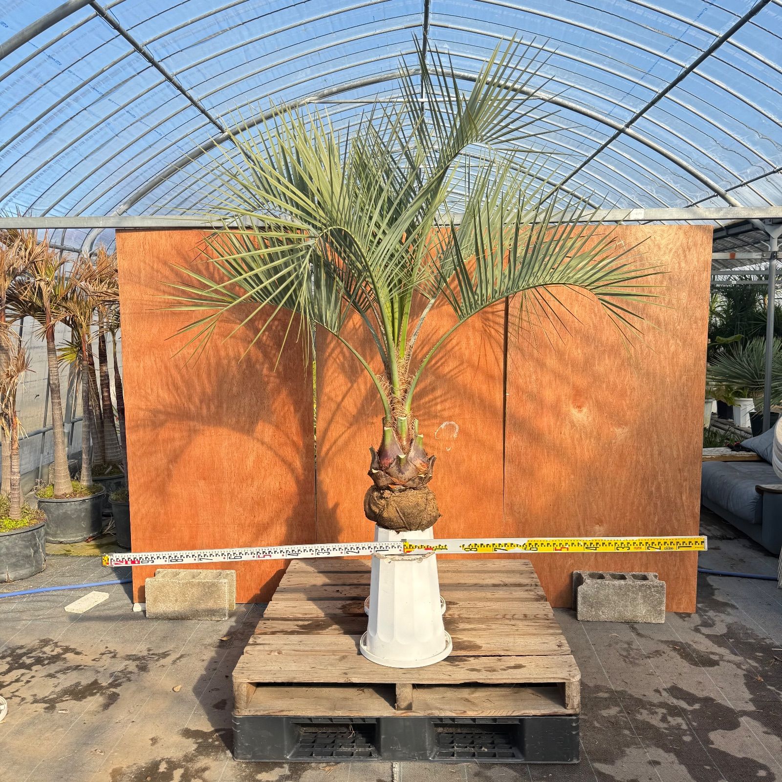 お庭がリゾートに🌴ココスヤシ【幹太80cm／葉先170cm】シルバーリーフ