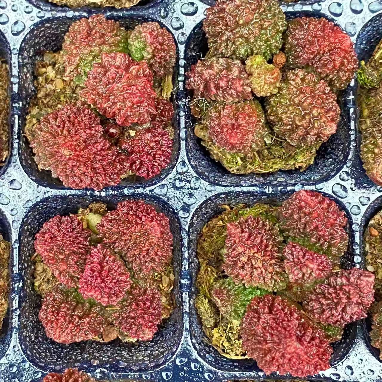 大人気セット 朱子玉 MZ16×16株 土付き 詰め合わせ 韓国苗 多肉植物