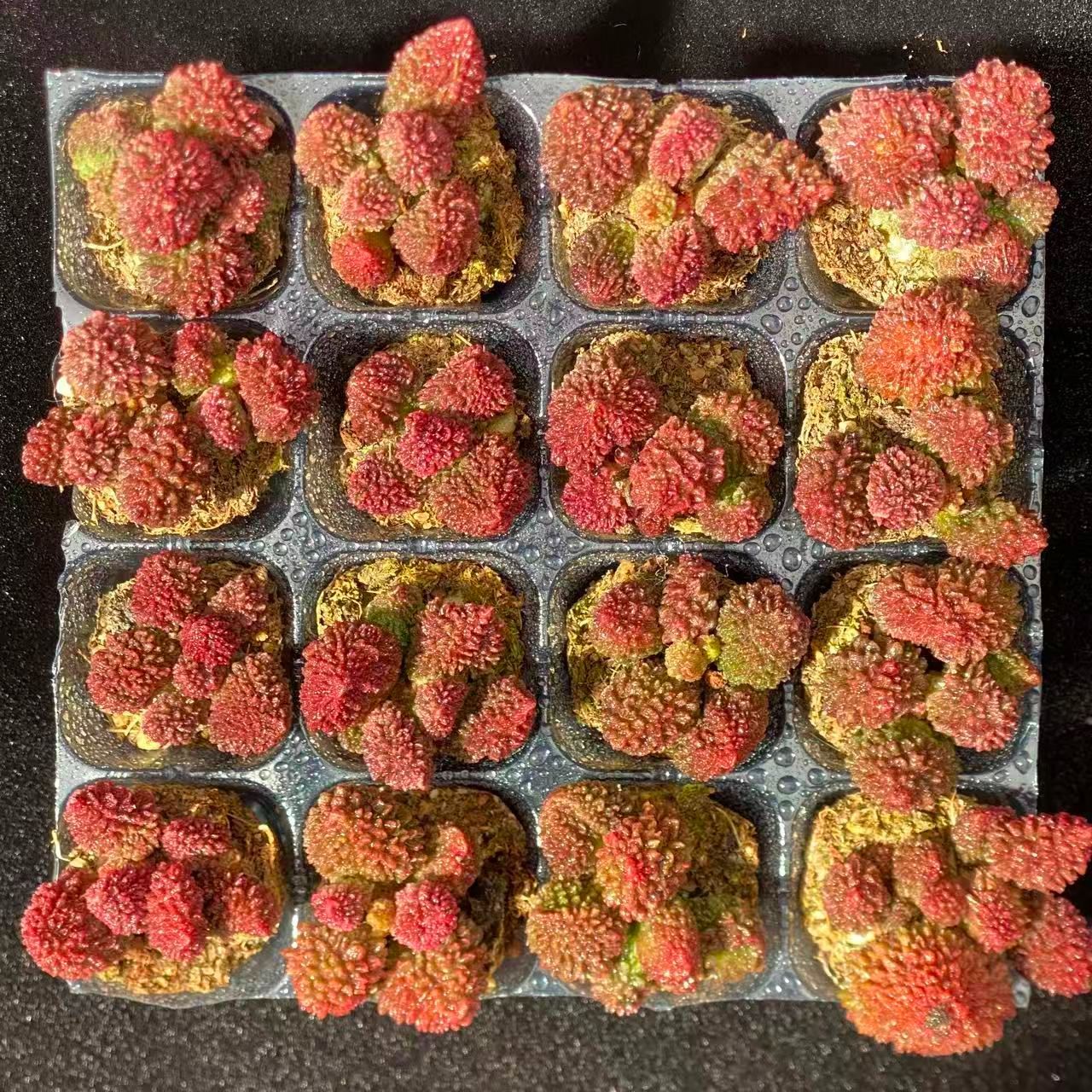 大人気セット 朱子玉 MZ16×16株 土付き 詰め合わせ 韓国苗 多肉植物