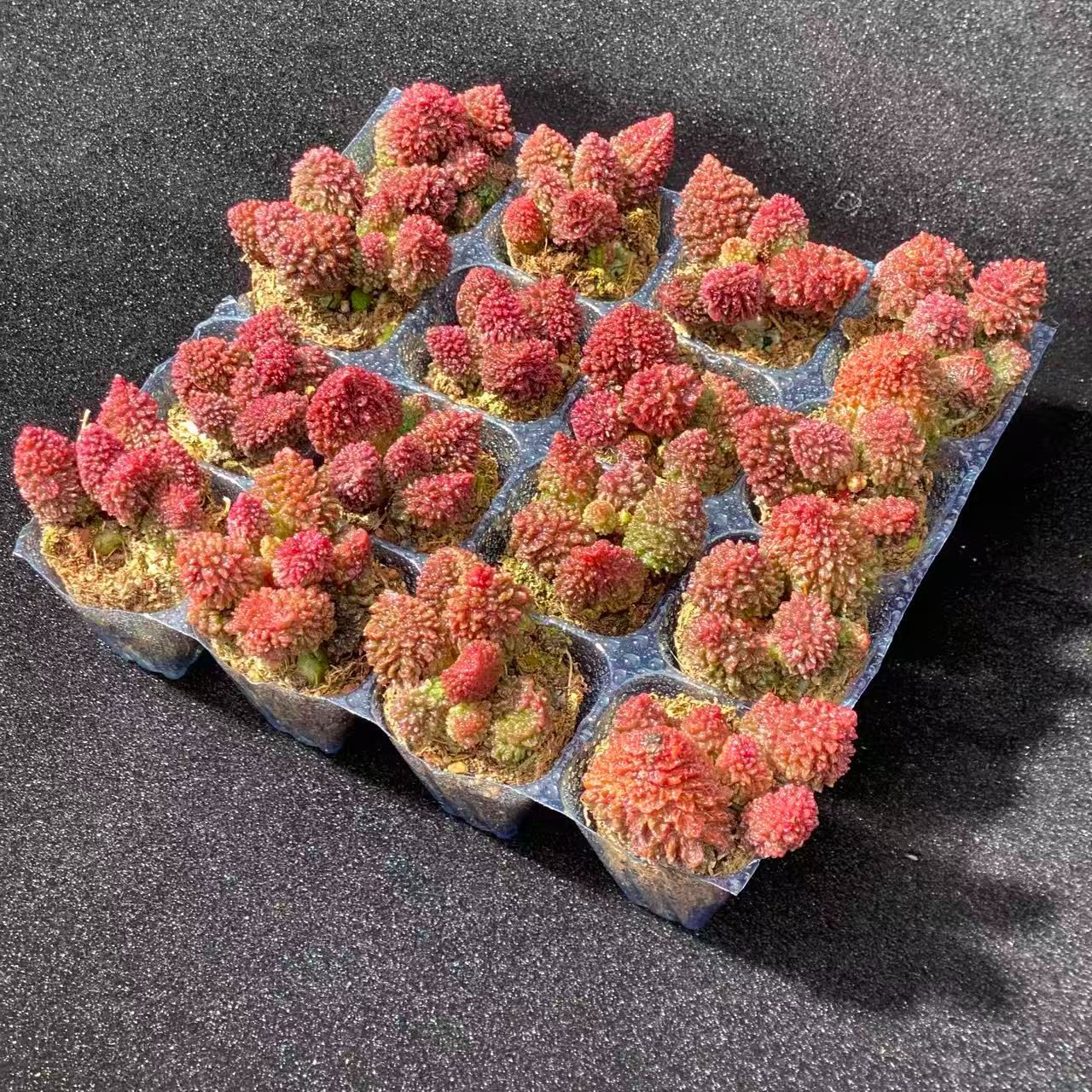 大人気セット 朱子玉 MZ16×16株 土付き 詰め合わせ 韓国苗 多肉植物