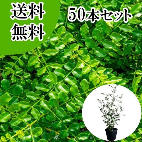 50本セット シマトネリコ樹高0.3 m前後10.5 cmポット