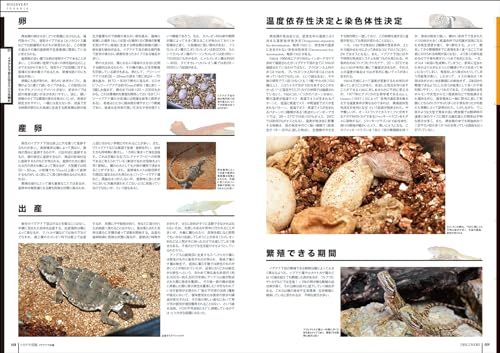 カメレオン科およびイグアナ科周辺の種の分類