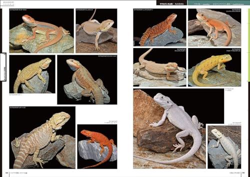 カメレオン科およびイグアナ科周辺の種の分類 生態