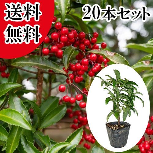 【20本セット】マンリョウ樹高0.2m前後9.0cmポット