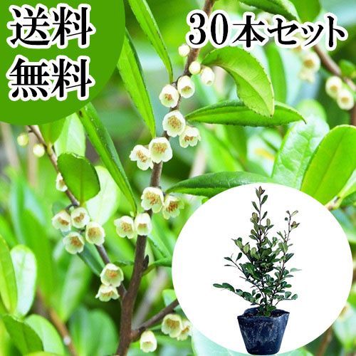 【30本セット】ハマヒサカキ樹高0.25m前後10.5cmポット