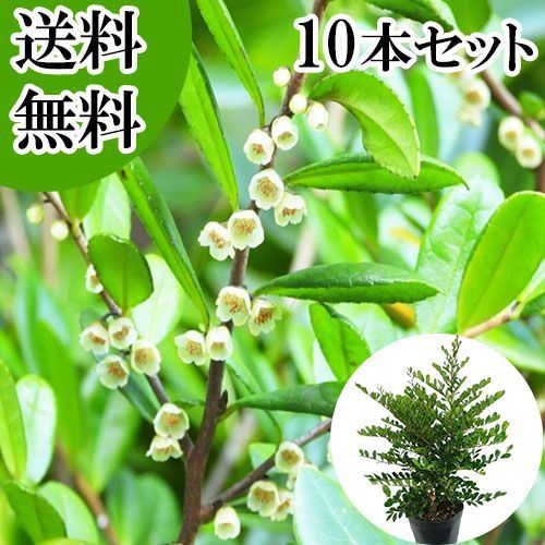 10本セット ハマヒサカキ樹高0.4 m前後15 cmポット