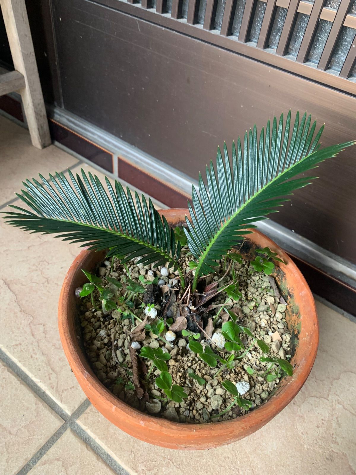 ソテツ 鉢ごと 土上から16センチ - メルカリ