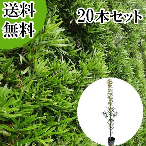 【20本セット】イヌマキ樹高0.6m前後10.5cmポット