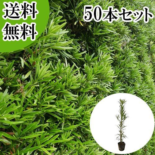 【50本セット】イヌマキ樹高0.3m前後10.5cmポット