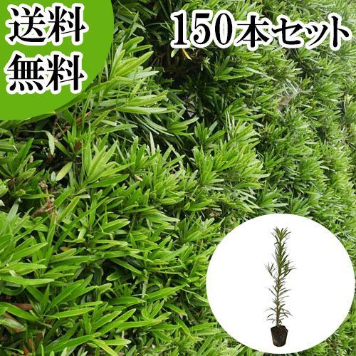 150本セット イヌマキ樹高0.3 m前後10.5 cmポット