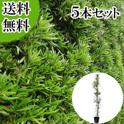 【5本セット】イヌマキ樹高0.7m前後15cmポット