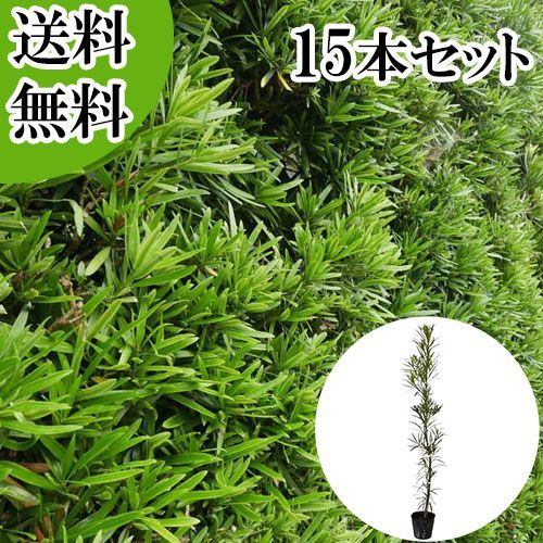 15本セット イヌマキ樹高0.8 m前後15 cmポット