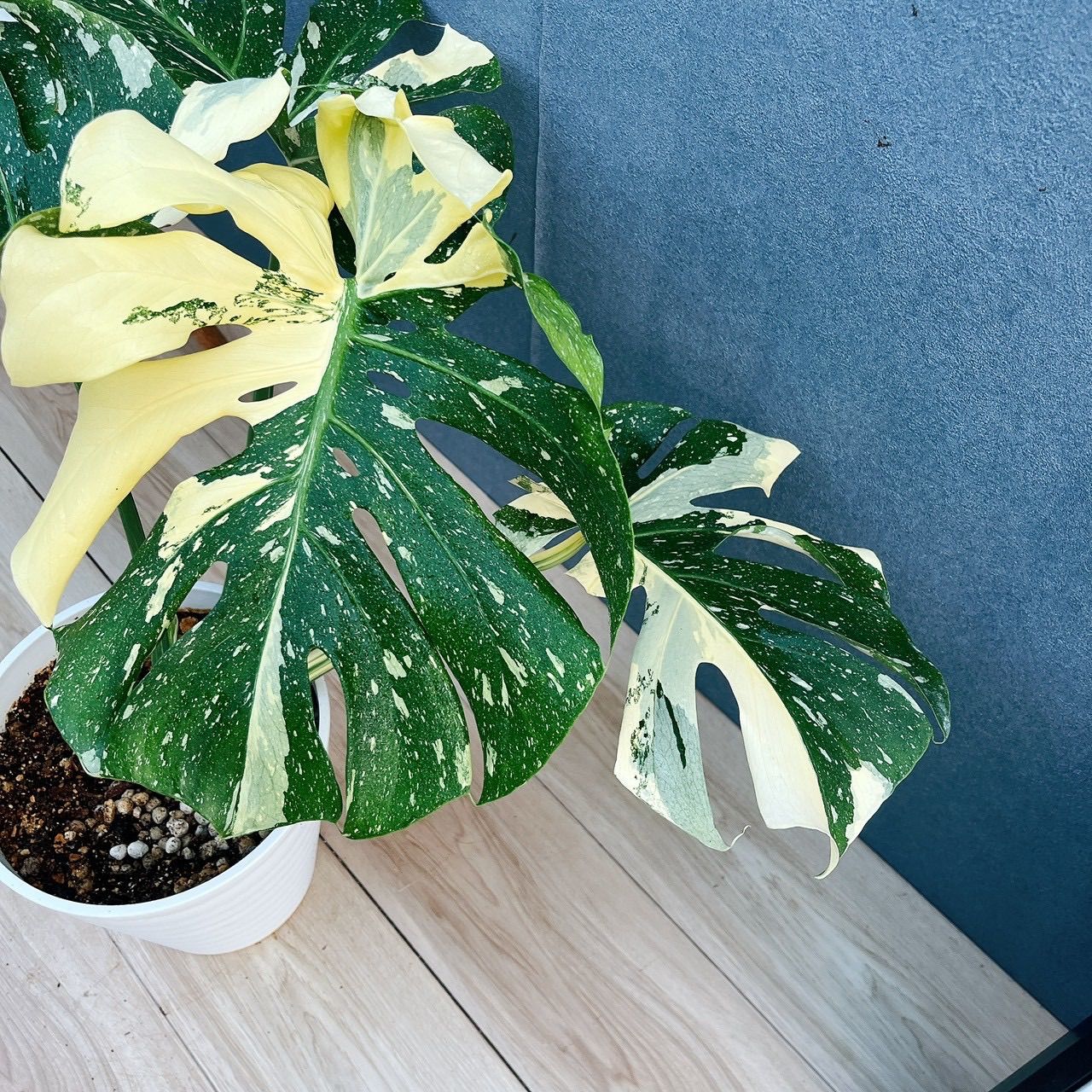 ［現品］【希少】97番　モンステラ　斑入り　7号　レア　観葉植物　室内　おしゃれ 現品］【希少】97番 モンステラ 斑入り 7号 観葉植物 室内 レア 鉢