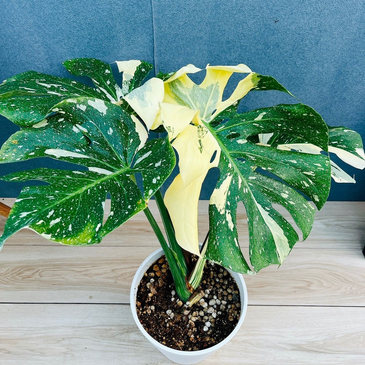 現品　モンステラ　オーレア　マルマラータ　89番　斑入り　希少　レア　観葉植物 現品 モンステラ オーレア マルマラータ 89番 斑入り 希少 レア 観葉植物