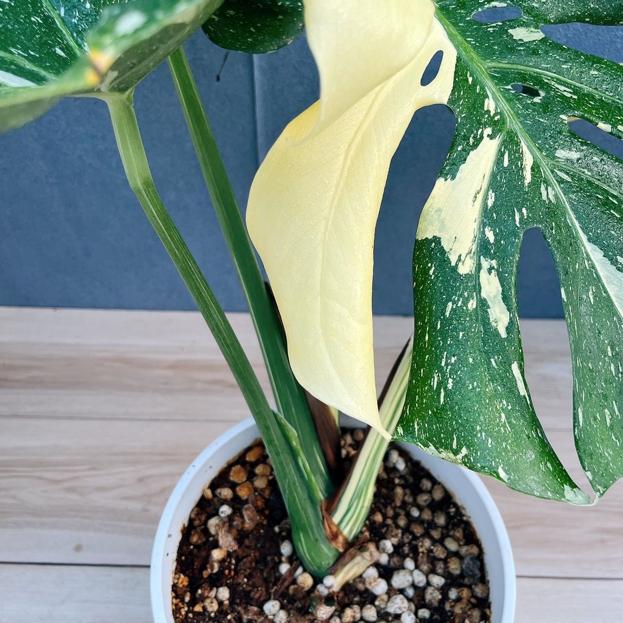 現品］【希少】97番 モンステラ 斑入り 7号 観葉植物 室内 レア 鉢