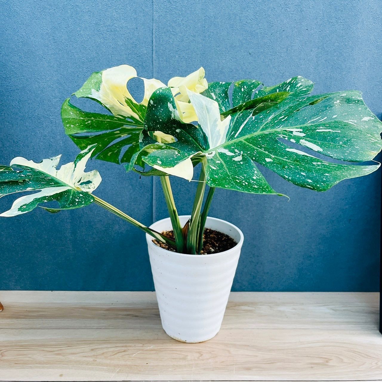 ［現品］【希少】5番　モンステラ　斑入り　7号　レア　観葉植物　室内　鉢受け皿付 現品］【希少】5番 モンステラ 斑入り 7号 レア 観葉植物 室内 鉢受け皿付