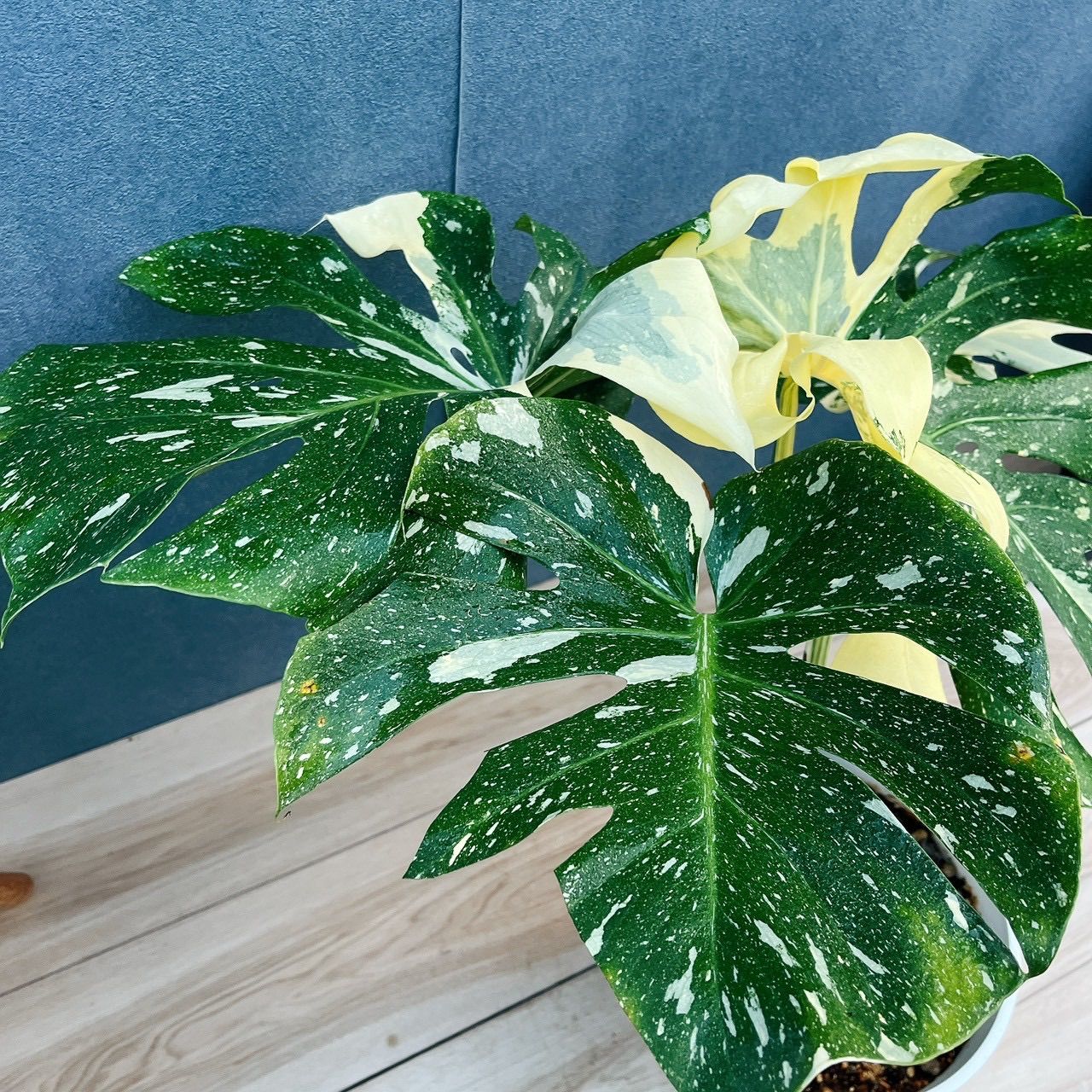 現品］【希少】97番 モンステラ 斑入り 7号 観葉植物 室内 レア 鉢