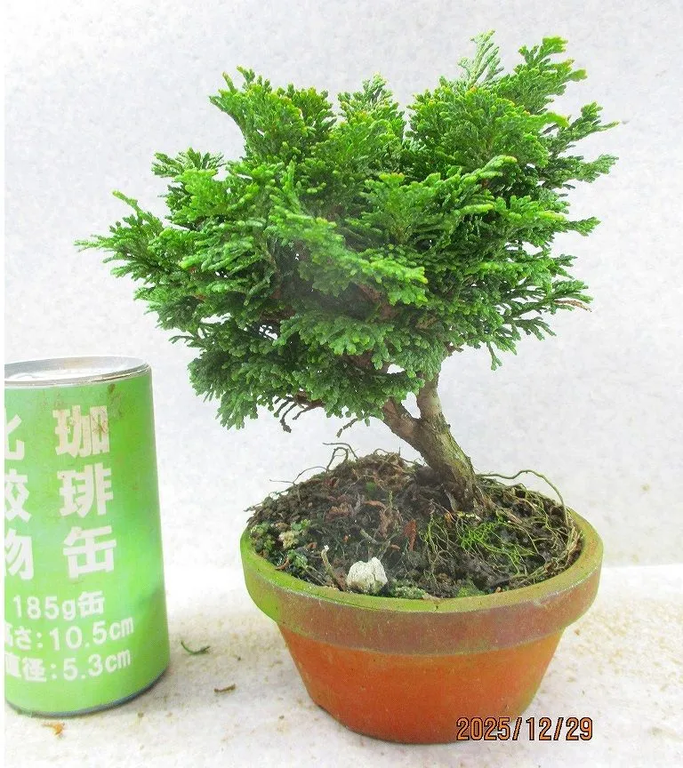 2026年最新】津山檜盆栽の人気アイテム - メルカリ