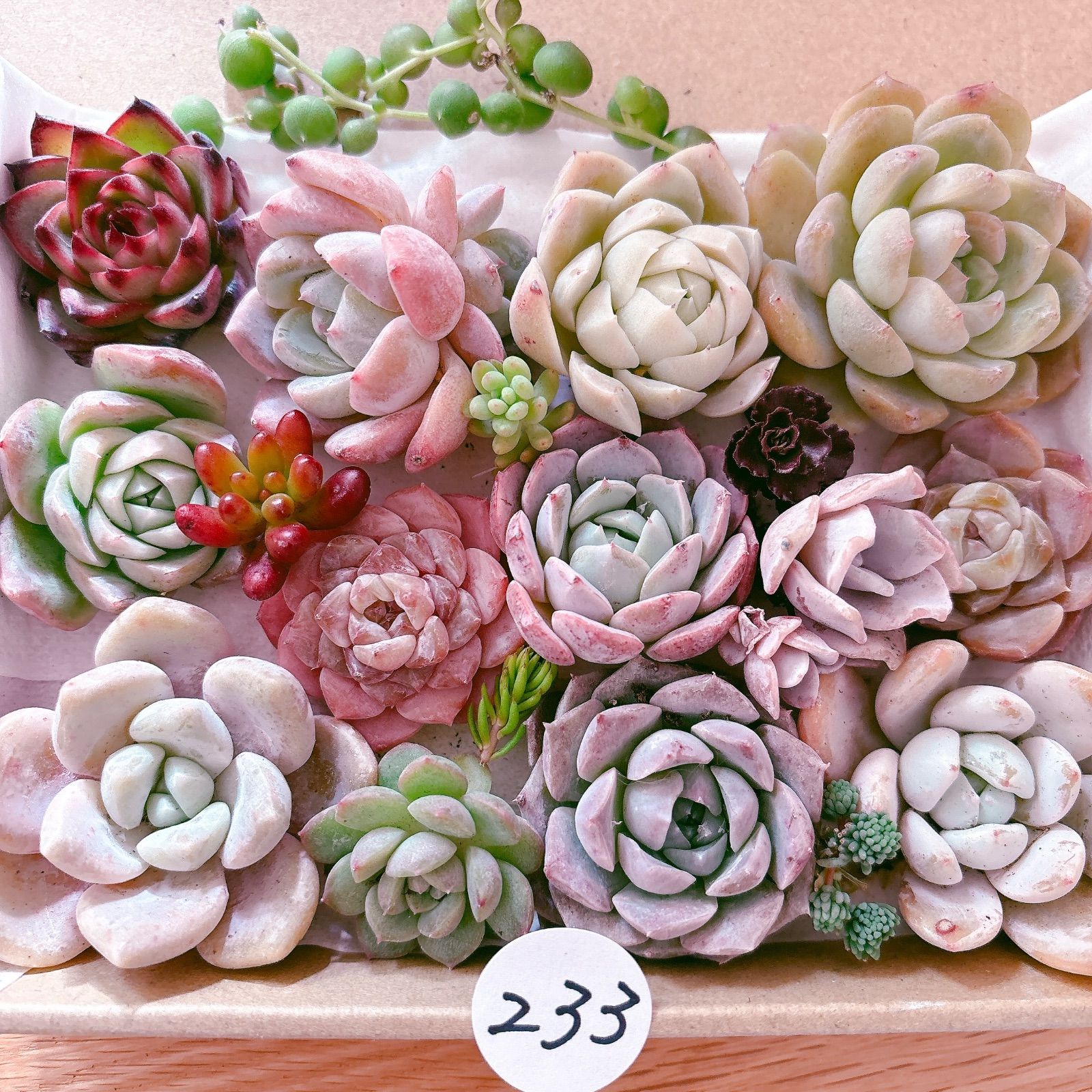233 多肉植物寄せ植えセット - メルカリ