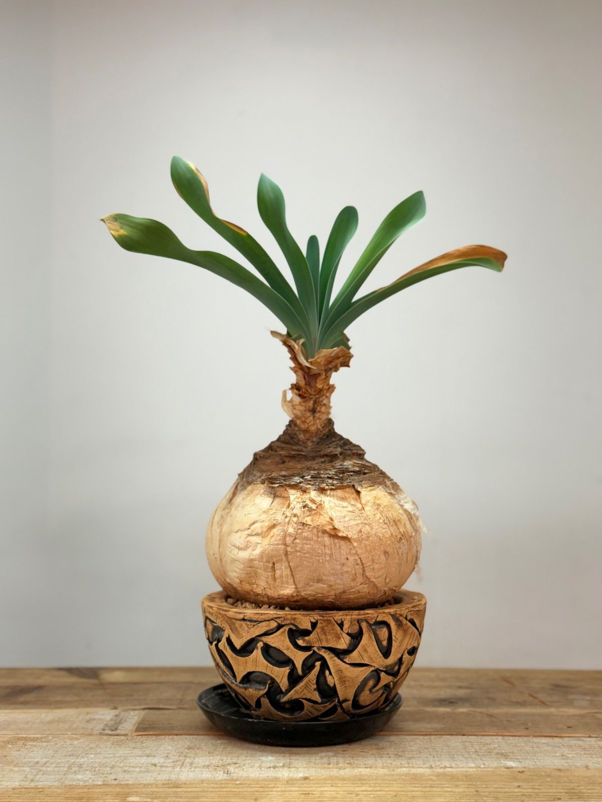 コレクション株 ブーファン ハエマンソイデス 信楽焼 発根済