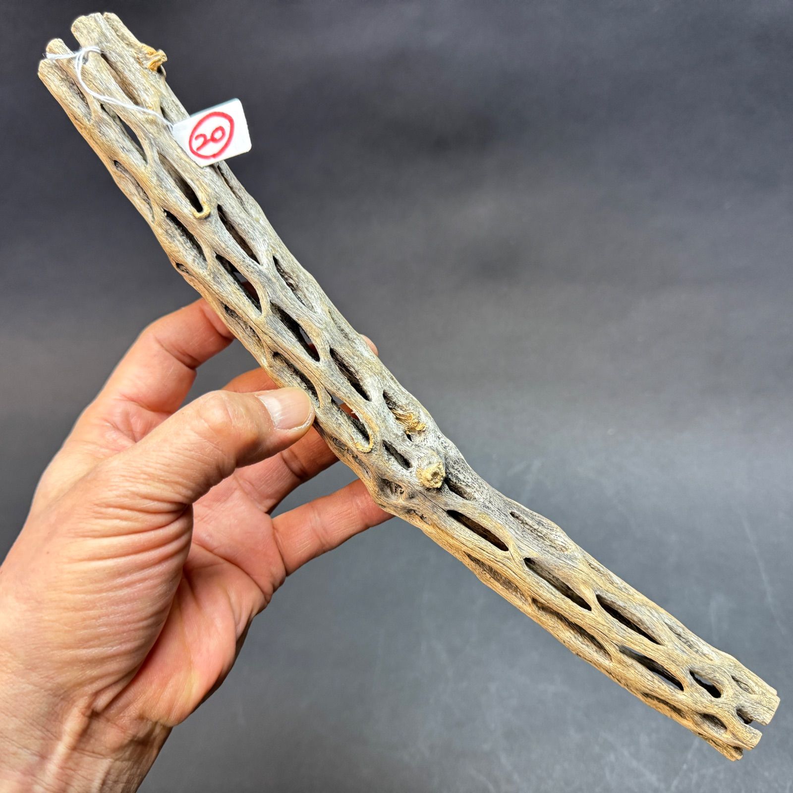 現品販売No.20＊ミニカクタススケルトン＊最大H高:31cm / 最大W幅:3.2