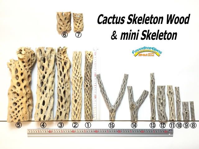 現品販売No.33*極太厚カクタススケルトン*最大H高:32.5cm/最大W幅:8cm /直径φ:8cm規格*1本 (サボテンの骨/スケルトンウッド)*エアプランツ付属なし*Tillandsia*アナナス*ブロメリア*サボテンの骨止まり木@フラワーショップ江口 現品販売No.33*極太厚カクタススケルトン*最大H高:32.5cm/最大W幅:8cm /直径φ:8cm規格*1本 (サボテンの骨/スケルトンウッド)*エアプランツ付属なし*Tillandsia*アナナス*ブロメリア*サボテンの骨止まり木@フラワーショップ江口