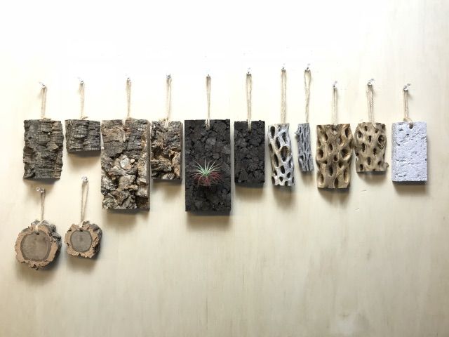現品販売No.33*極太厚カクタススケルトン*最大H高:32.5cm/最大W幅:8cm /直径φ:8cm規格*1本 (サボテンの骨/スケルトンウッド)*エアプランツ付属なし*Tillandsia*アナナス*ブロメリア*サボテンの骨止まり木@フラワーショップ江口 現品販売No.33*極太厚カクタススケルトン*最大H高:32.5cm/最大W幅:8cm /直径φ:8cm規格*1本 (サボテンの骨/スケルトンウッド)*エアプランツ付属なし*Tillandsia*アナナス*ブロメリア*サボテンの骨止まり木@フラワーショップ江口