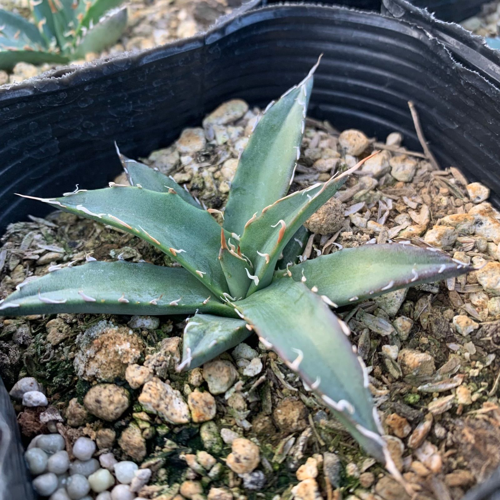 実生アガベ【アガベ ホリダ チョコレートソーン】抜き苗 - メルカリ