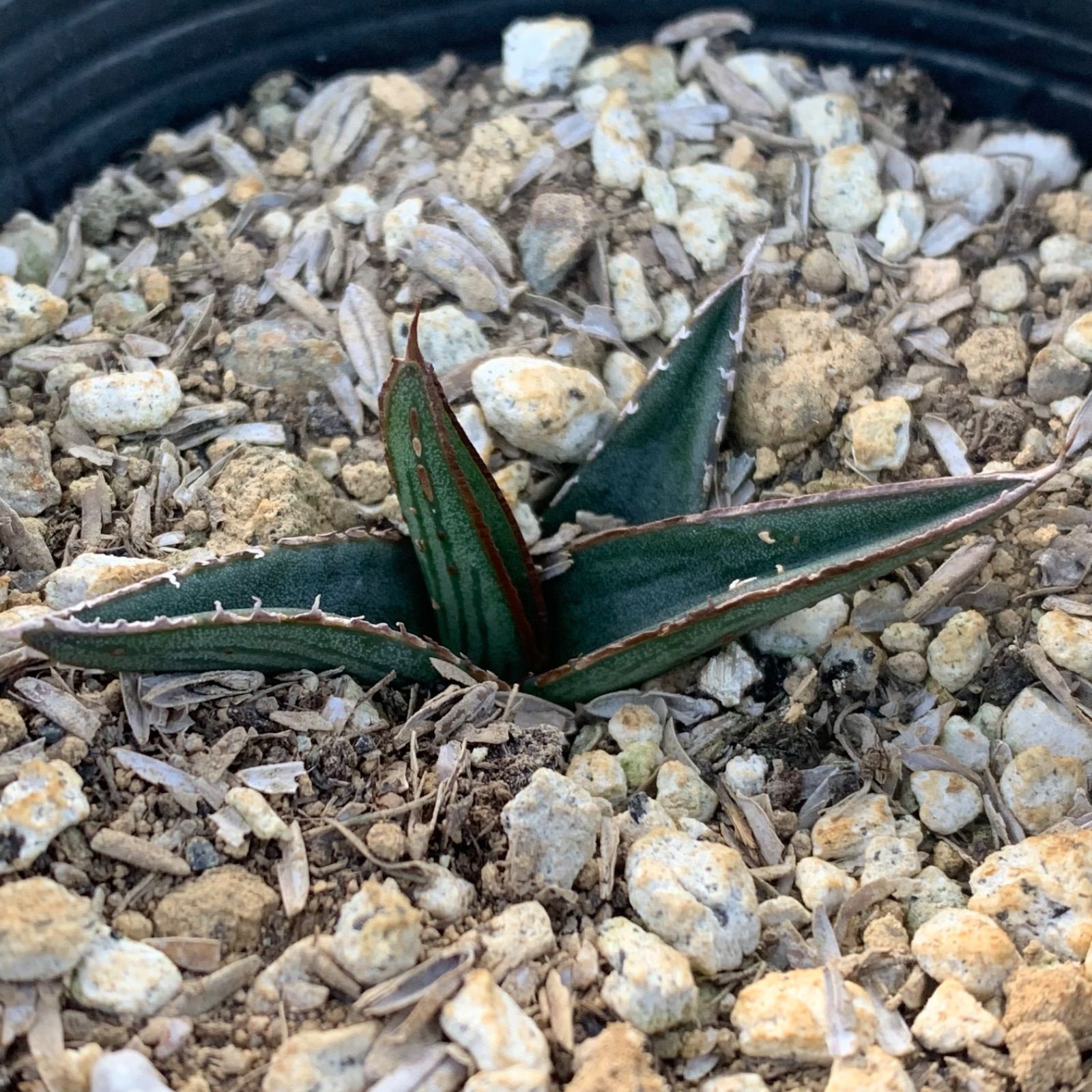 実生アガベ【ピンティラ】抜き苗 - メルカリ