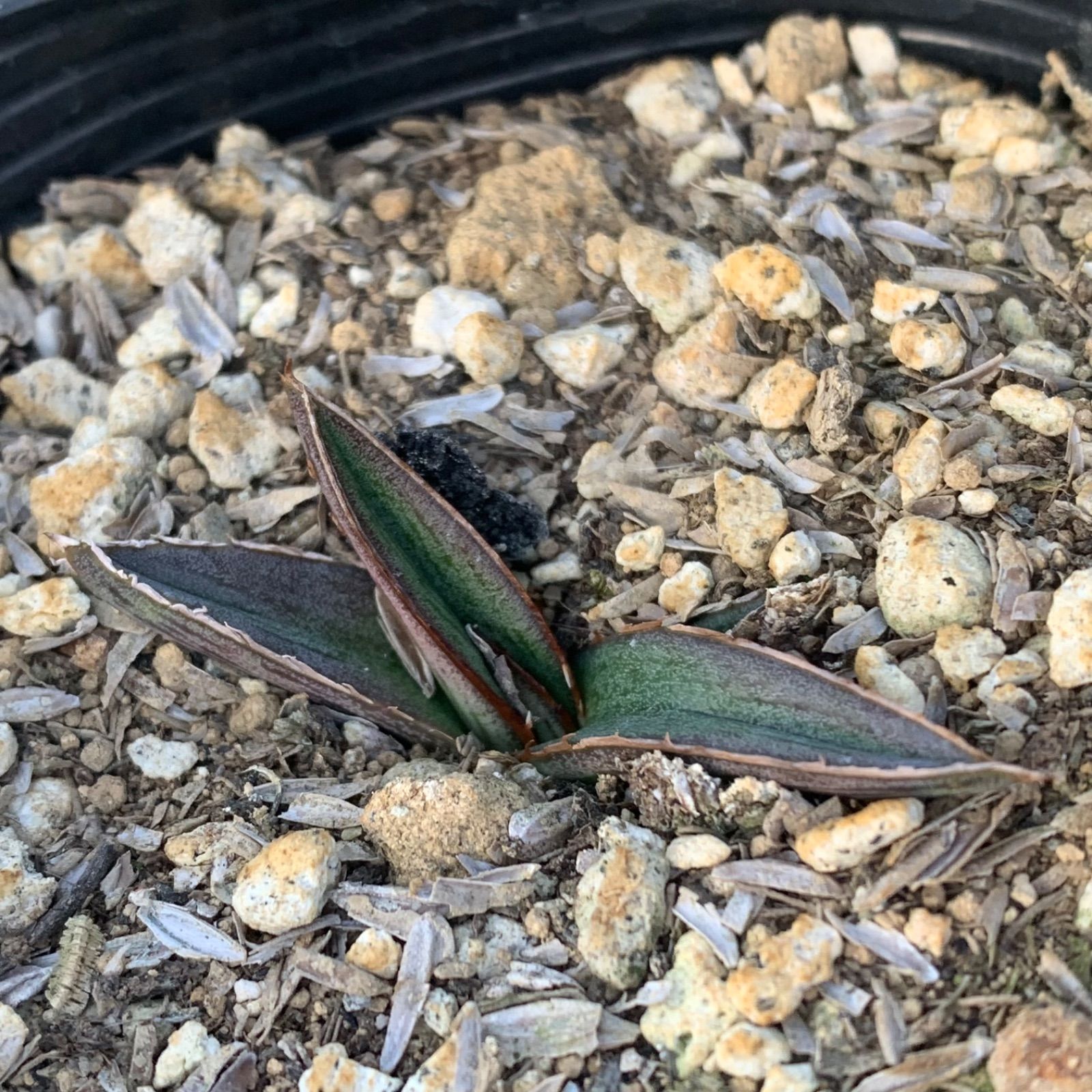 実生アガベ【ピンティラ】抜き苗 - メルカリ