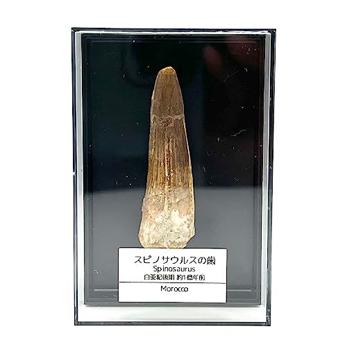 つくしサイエンス スピノサウルス 歯 化石 恐竜 白亜紀 モロッコ産 約50 mmpo