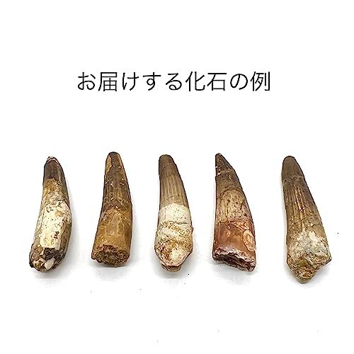 つくしサイエンス スピノサウルス 歯 化石 恐竜 白亜紀 モロッコ産 約50 mmpo