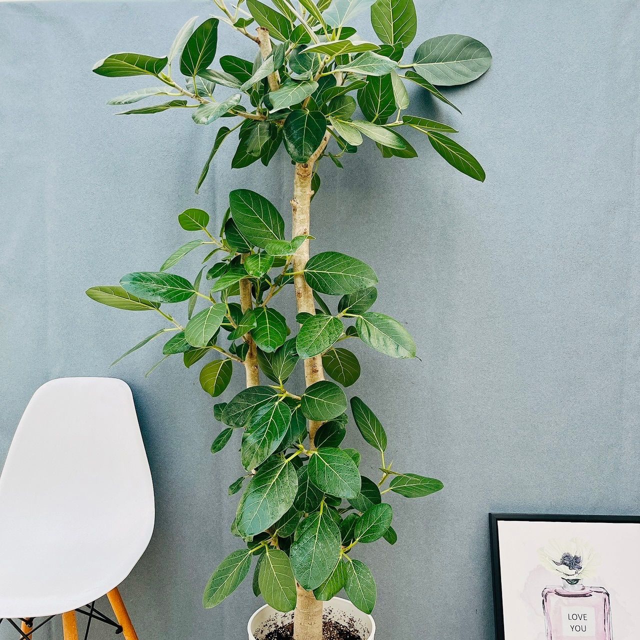 現品 売約済 18番 フィカス ベンガレンシス 10号 観葉植物 室内 大型 ゴムの木 幹太 おしゃれ 特大