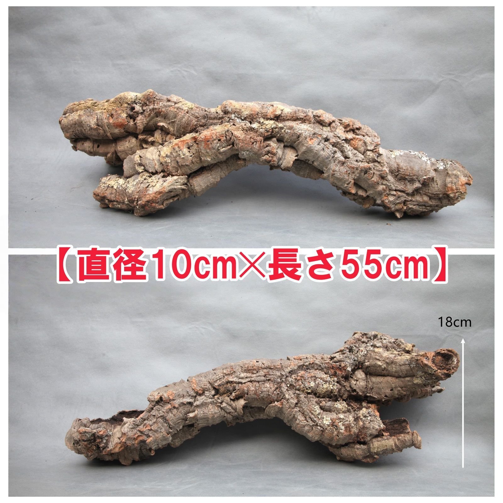 W 528 ポルトガル産 キャノンコルク コルク樹皮 コルク板 バージンコルク チランジア ビカクシダ 着生ラン 両生類 爬虫類