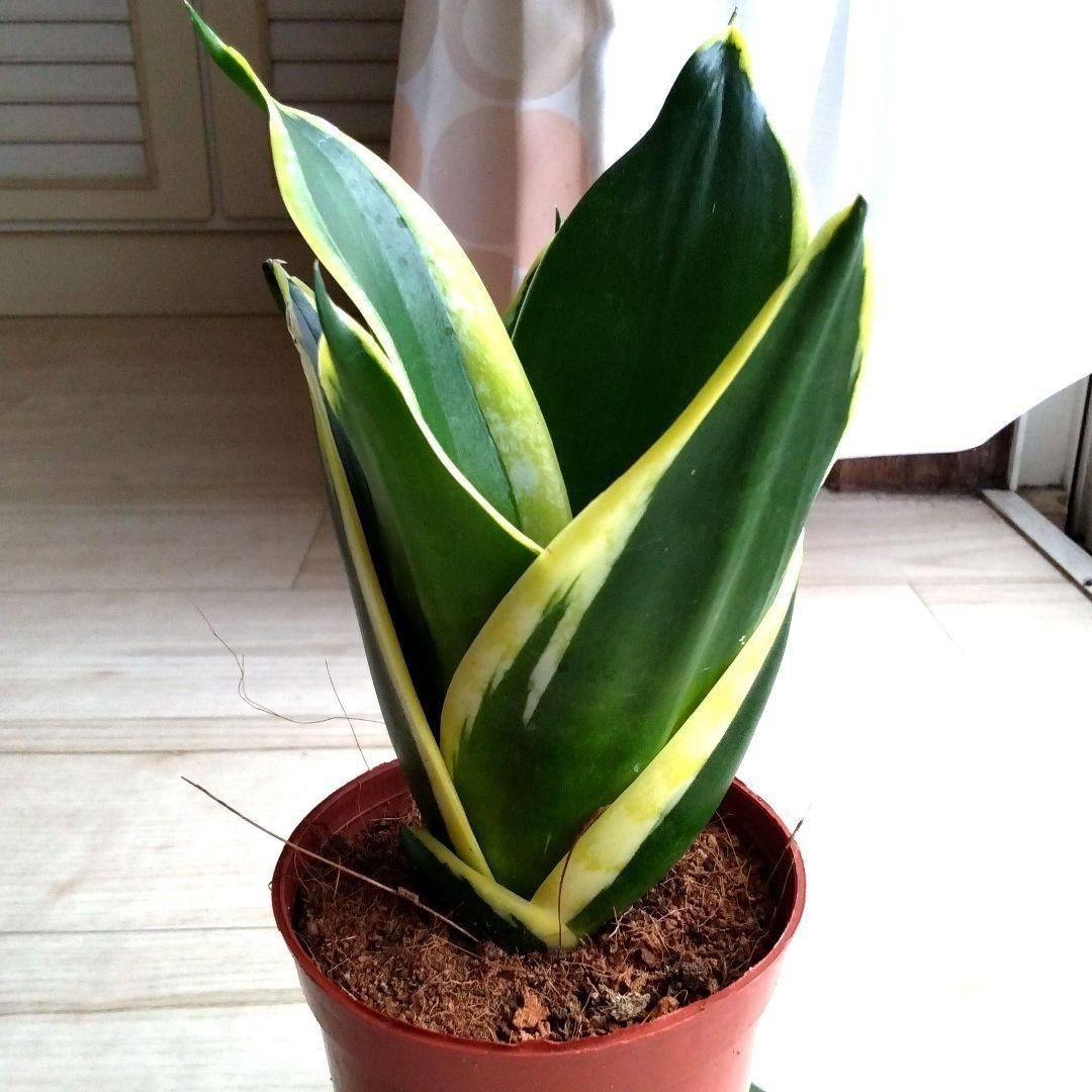 サンスベリア　ビューティークイーン　No.001　鉢、送料込　メルカリ便 サンスベリアビューティークイーン