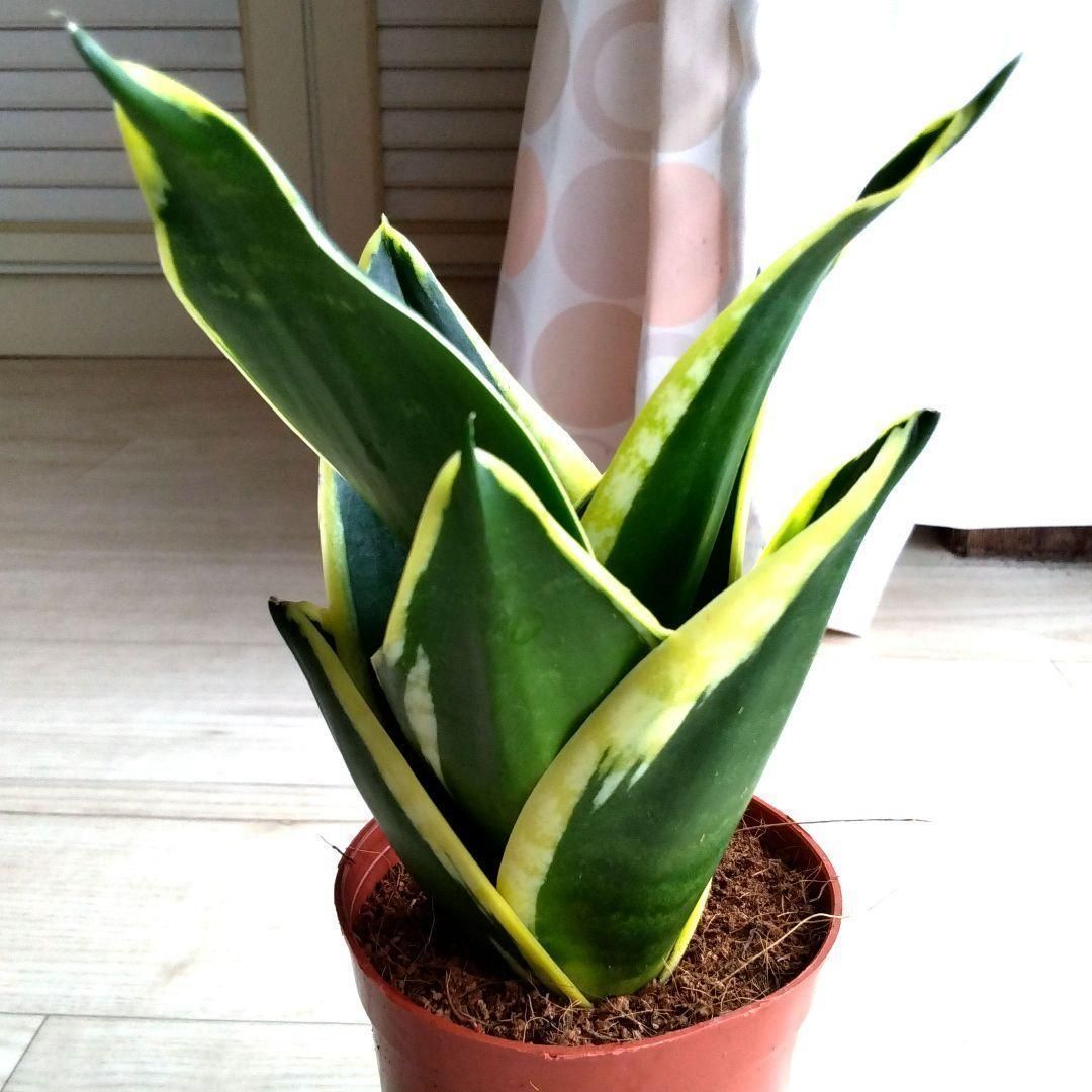 サンセベリア☆サンスベリア☆鉢を含め高さ23cmぐらい☆初心者にもお