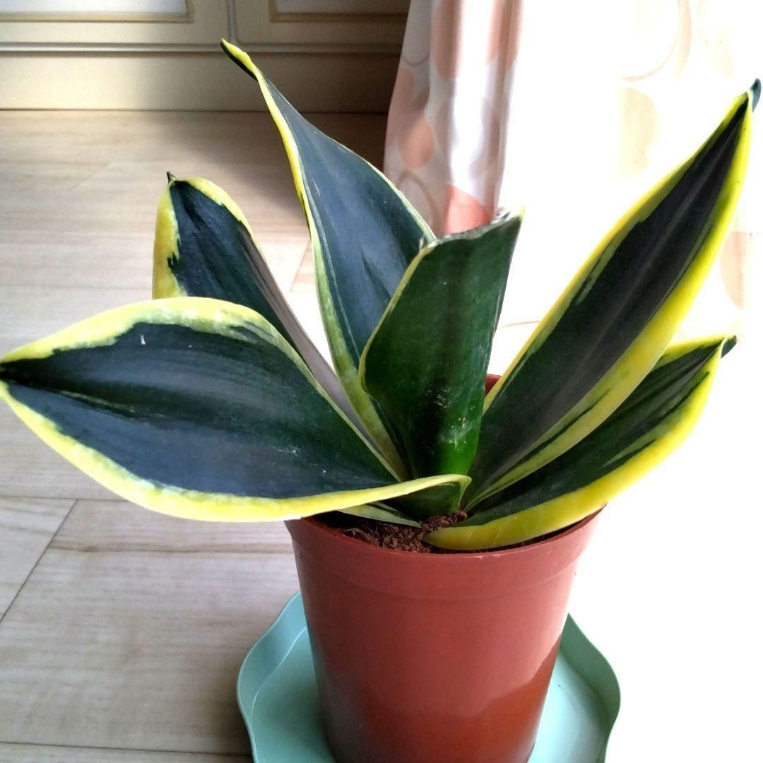 サンセベリア☆サンスベリア☆鉢を含め高さ20cmぐらい☆初心者にもお