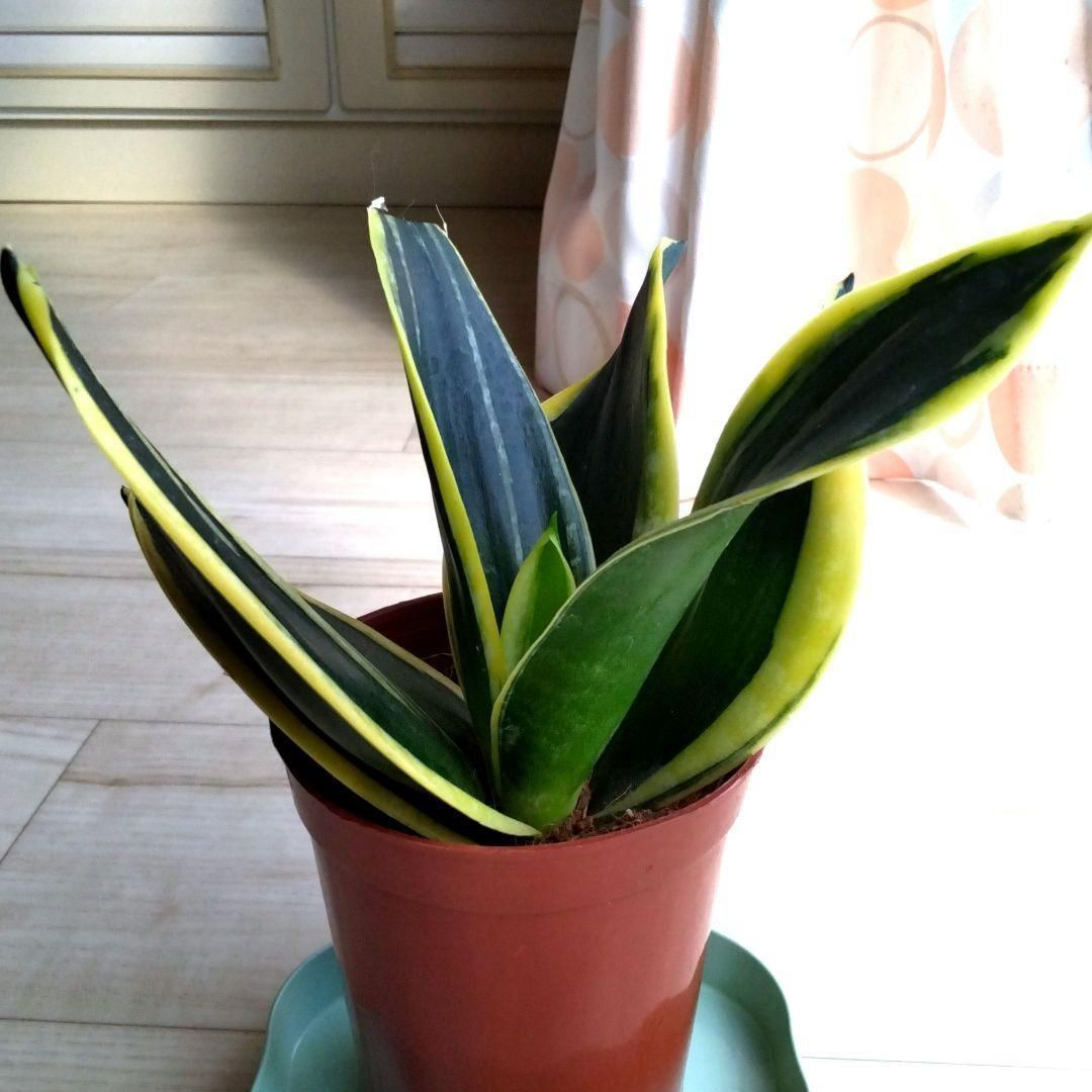 ☆S-17 希少 サンスベリア ブラケニア 斑入り 鉢ごとメルカリ発送 ☆S-17 希少 サンスベリア ブラケニア 斑入り 鉢ごとメルカリ発送 ☆S