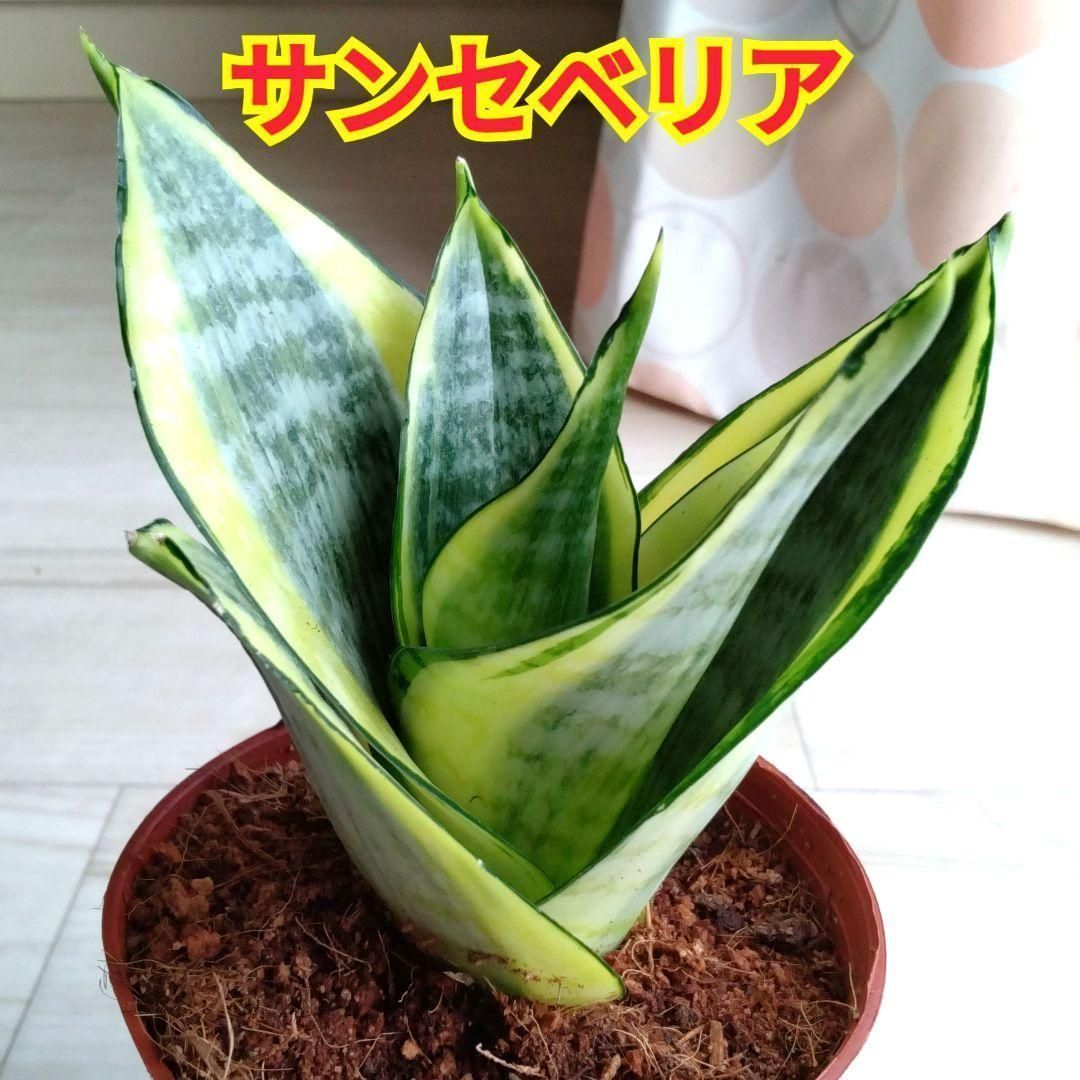 サンセベリア☆サンスベリア☆観葉植物☆鉢植え☆高さ19cmぐらい☆緑