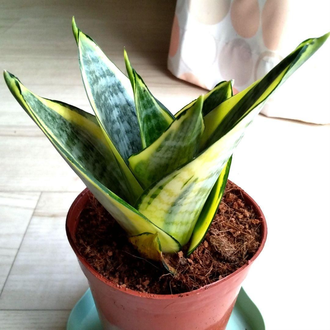 観葉植物《らくらくメルカリ便♪」サンセ ベリア・希少・美苗株★ Aya ★抜き苗 観葉植物【らくらくメルカリ便♪】サンセベリア 極美苗☆ Aya ☆ 抜き