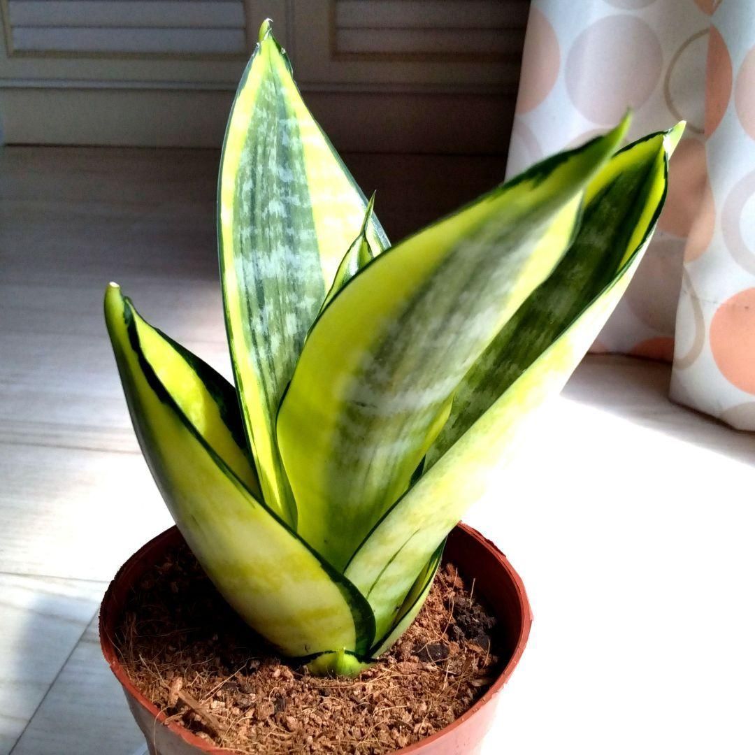 サンスベリア　ビューティークイーン　No.001　鉢、送料込　メルカリ便 サンセベリア☆サンスベリア☆二重構造のグレーの鉢☆鉢を含め高さ