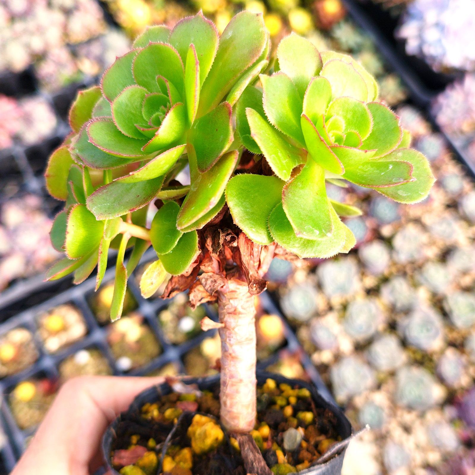 アエオニウム抜き苗　ハロウィンレッドレース　カット苗 Amazon.co.jp: 農園直売 多肉植物 寄せ植え アエオニウム属 ハロウィン