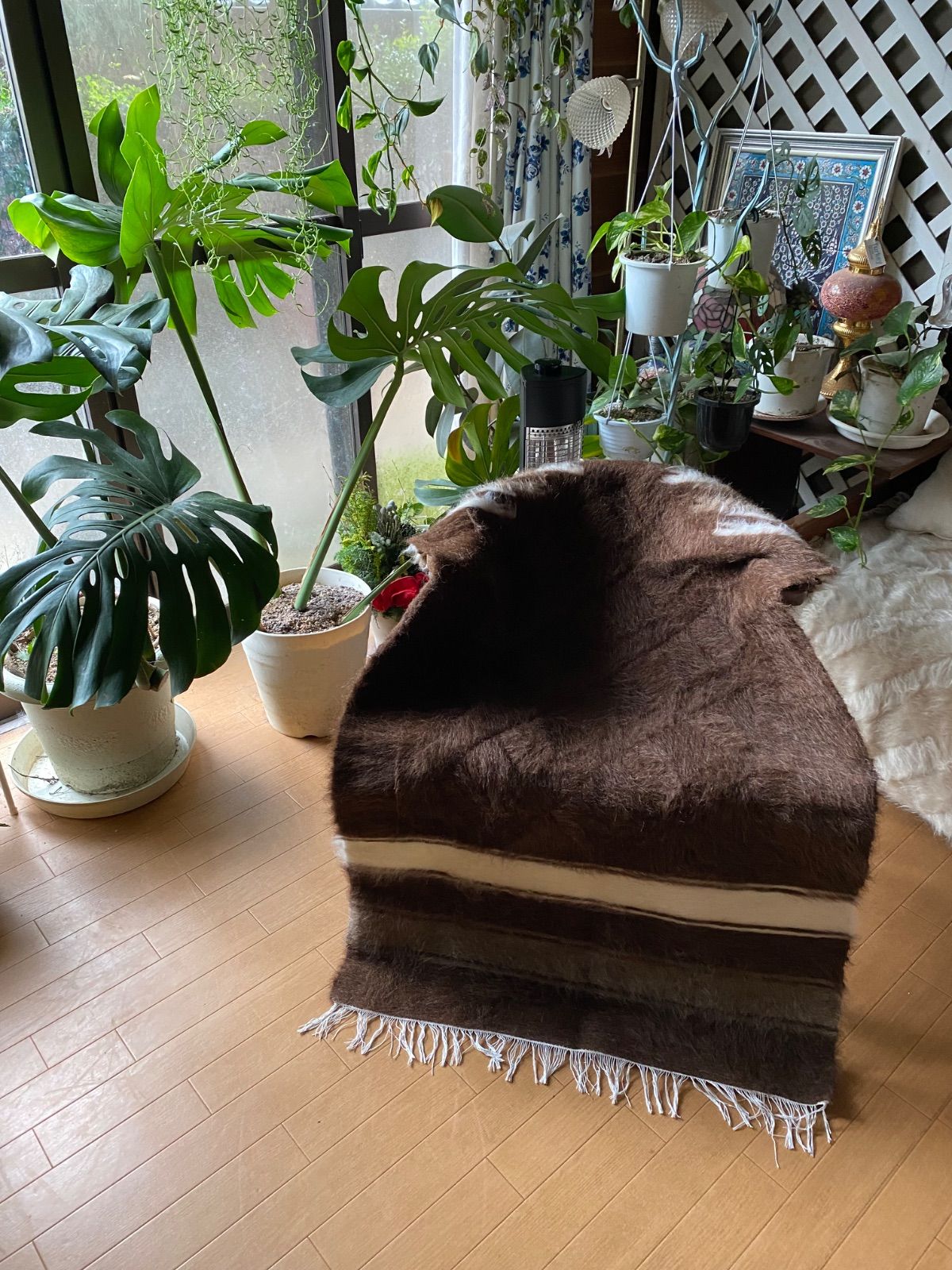 一枚は欲しい！シイルトバッタニエ！貴重なチョコレート色トルコの