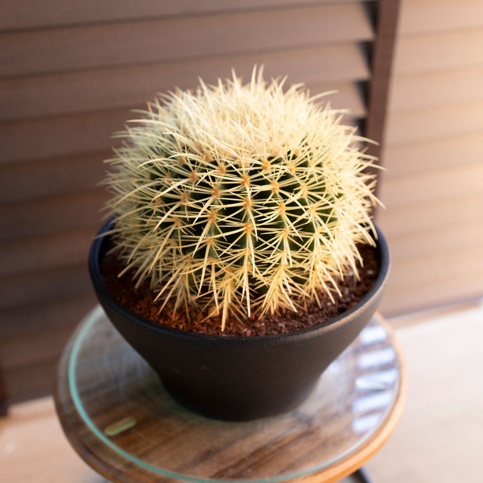 発根済】24cm 金鯱 サボテン 8号 ドライガーデン 金シャチ キンシャチ