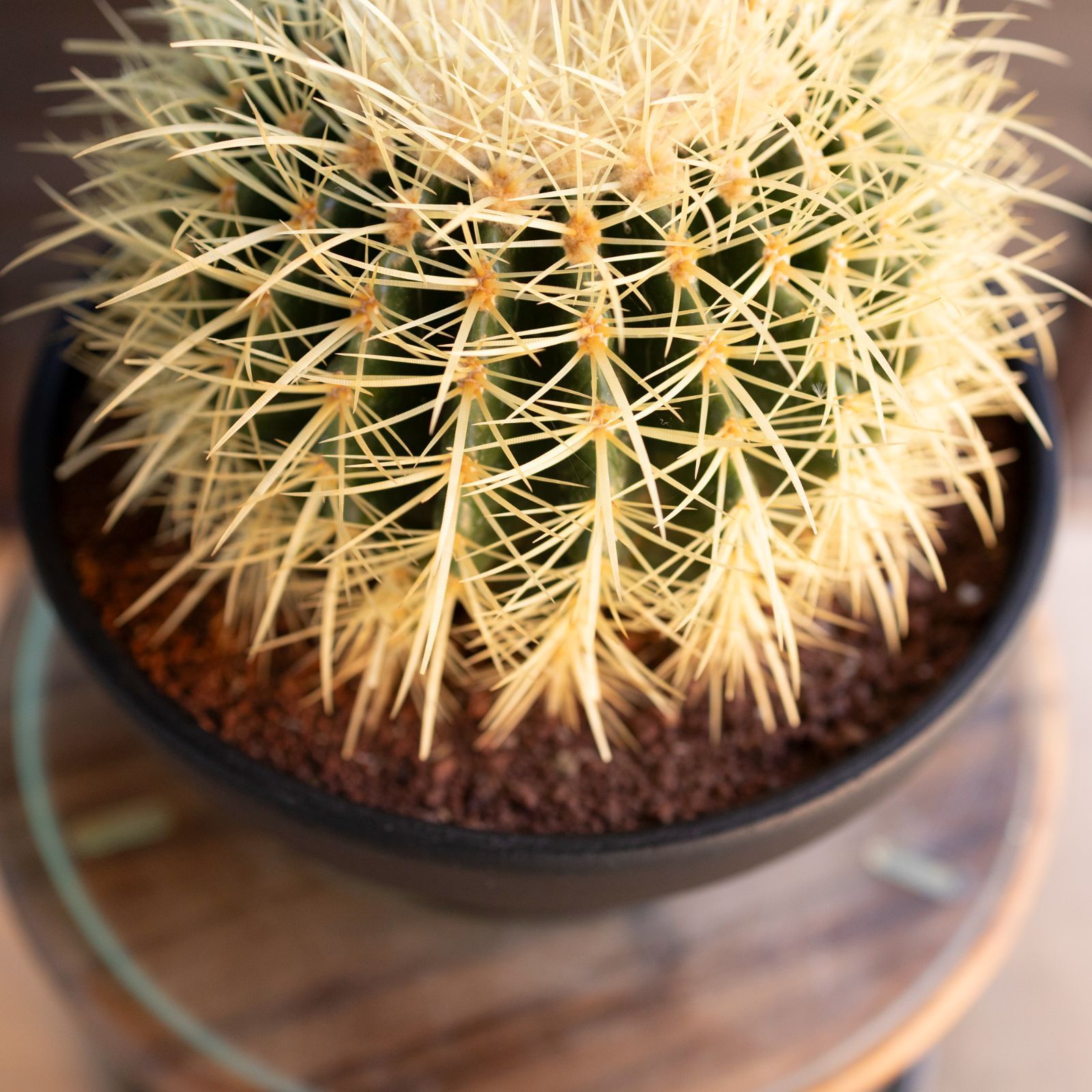 発根済】24cm 金鯱 サボテン 8号 ドライガーデン 金シャチ キンシャチ