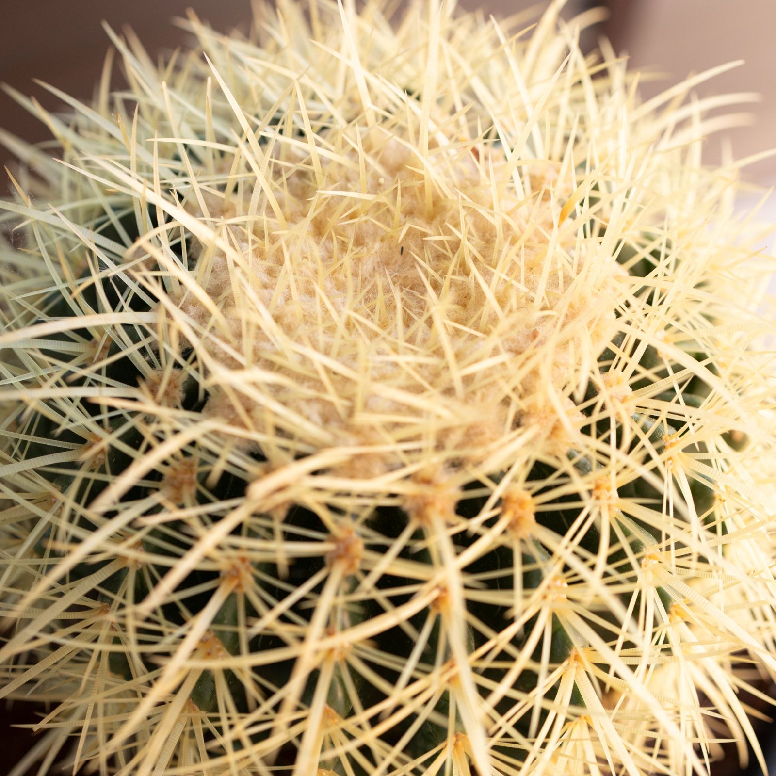 発根済】24cm 金鯱 サボテン 8号 ドライガーデン 金シャチ キンシャチ