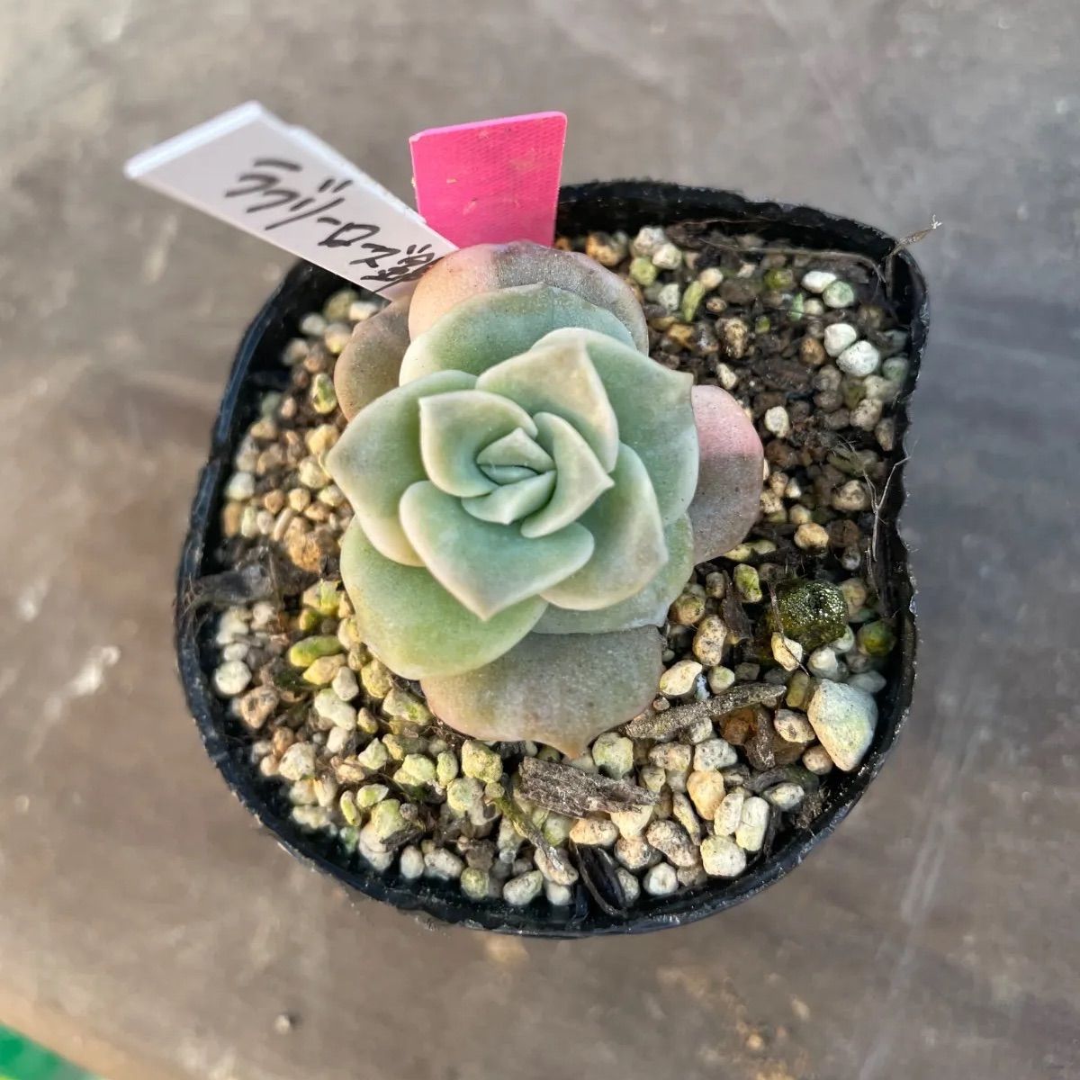 速達付　スーパーラブリーローズ錦　超白錦　3頭　抜き苗　多肉 ラブリーローズ錦白斑 抜き苗